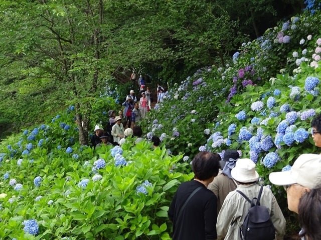 🌉 원숭이 다리(사루하시) 이미지 6